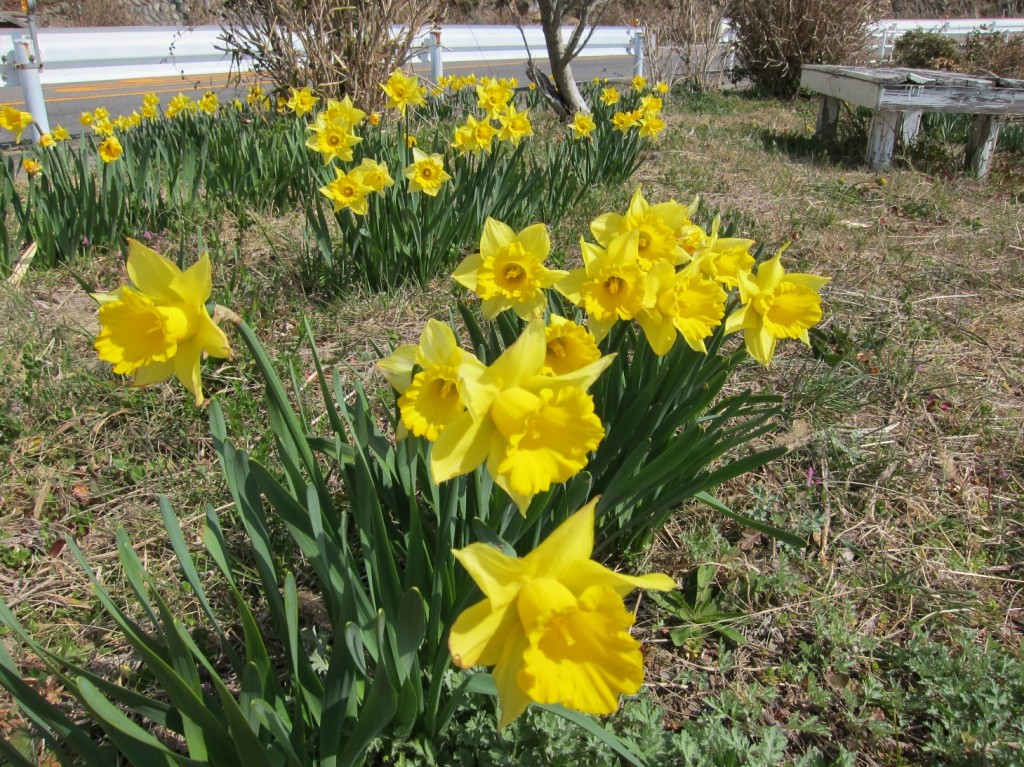 やまももの里（近景）